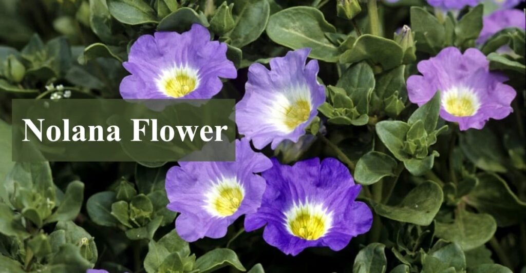 Nolana Flower