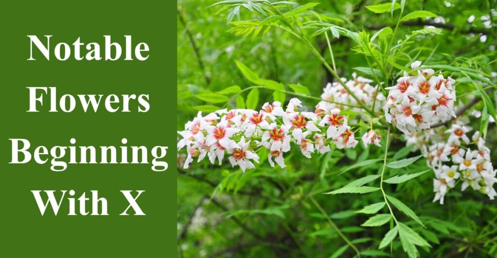 Notable Flowers Beginning With X