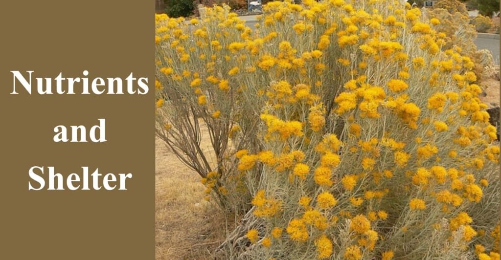 Nutrients and Shelter