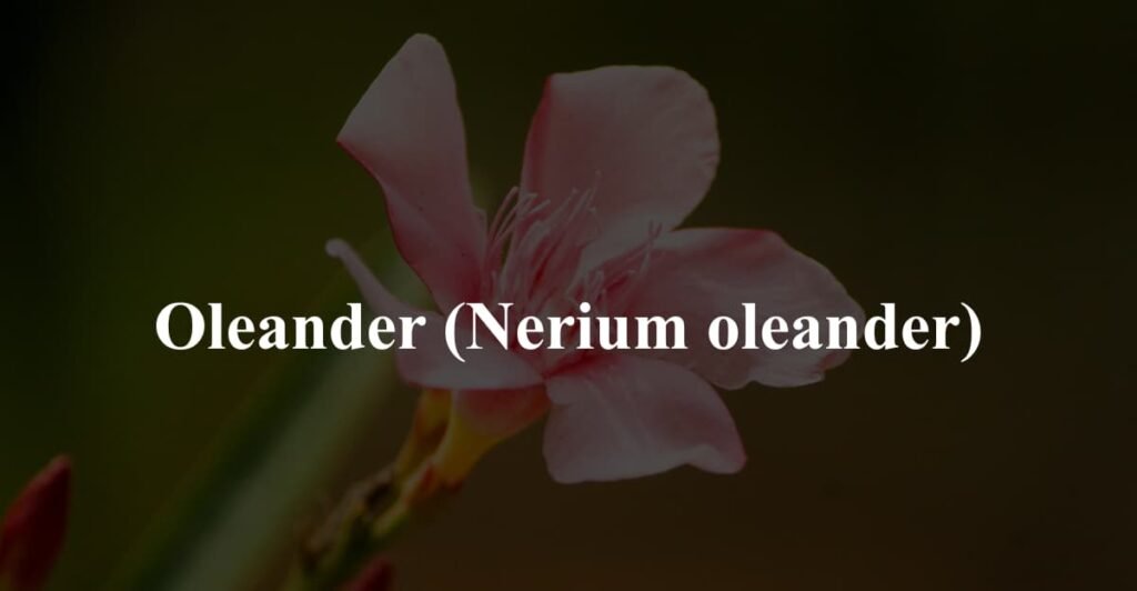 Oleander (Nerium oleander)