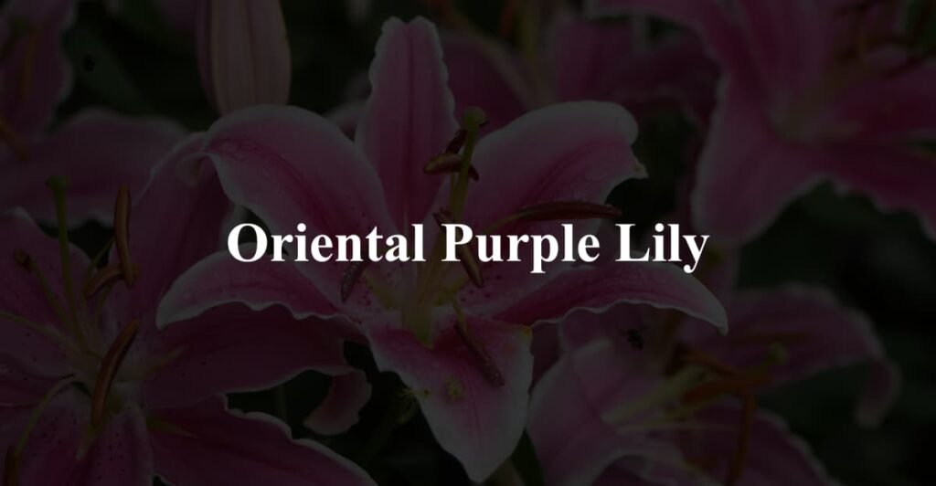 Oriental Purple Lily