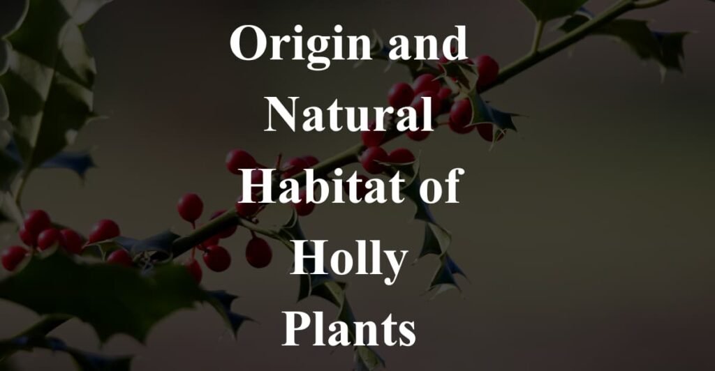 Origin and Natural Habitat of Holly Plants