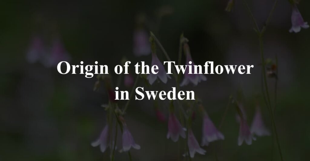 Origin of the Twinflower in Sweden