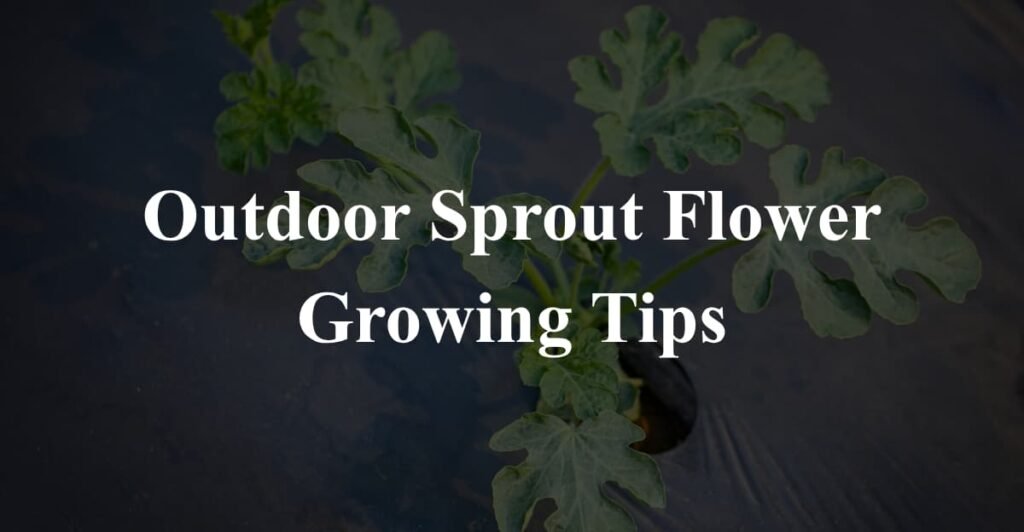 Outdoor Sprout Flower Growing Tips