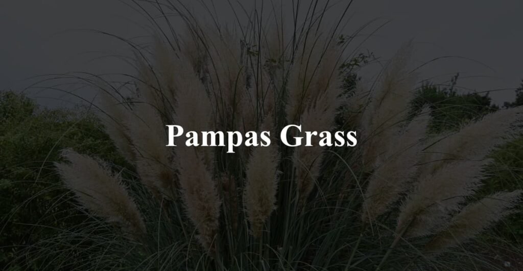 Pampas Grass