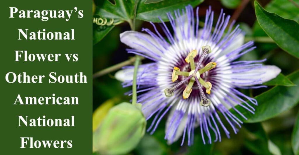 Paraguay’s National Flower vs Other South American National Flowers