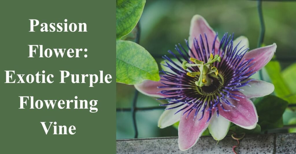 Passion Flower: Exotic Purple Flowering Vine