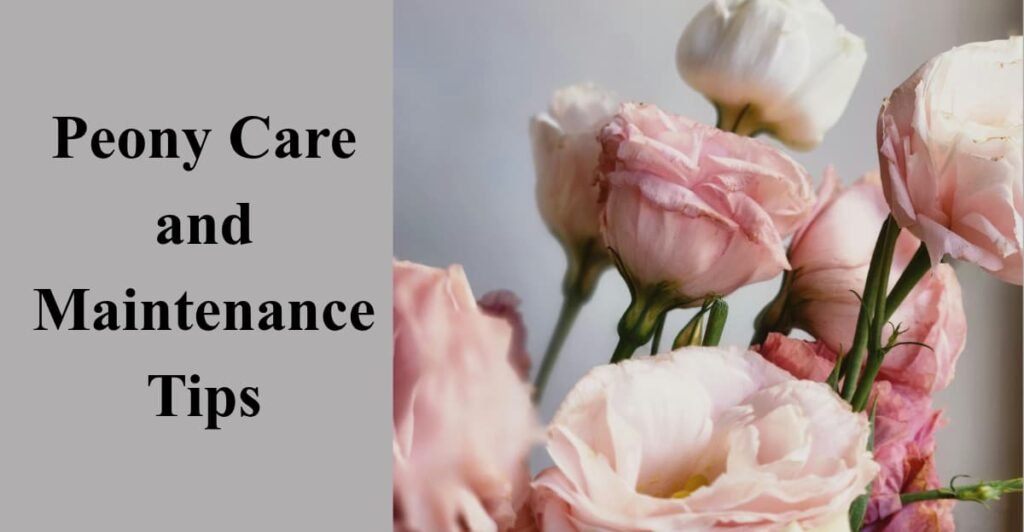 Peony Care and Maintenance Tips