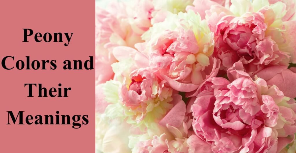 Peony Colors and Their Meanings