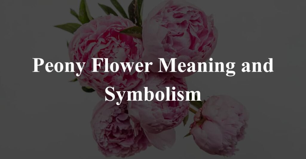 Peony Flower Meaning and Symbolism