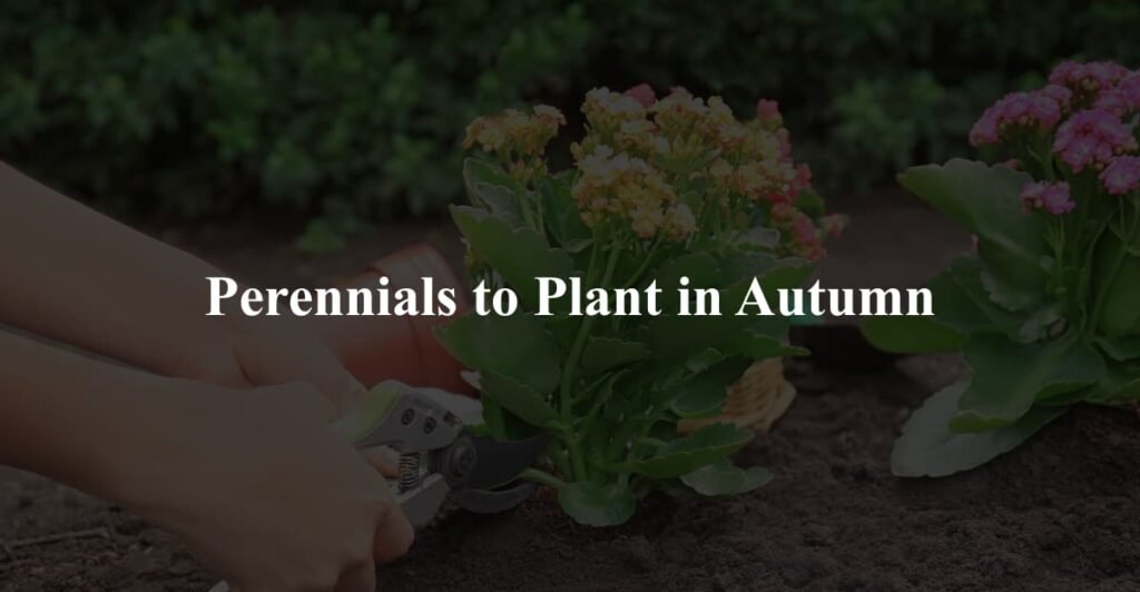 Perennials to Plant in Autumn