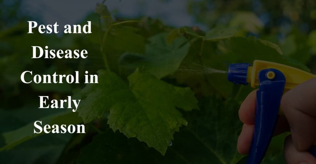 Pest and Disease Control in Early Season