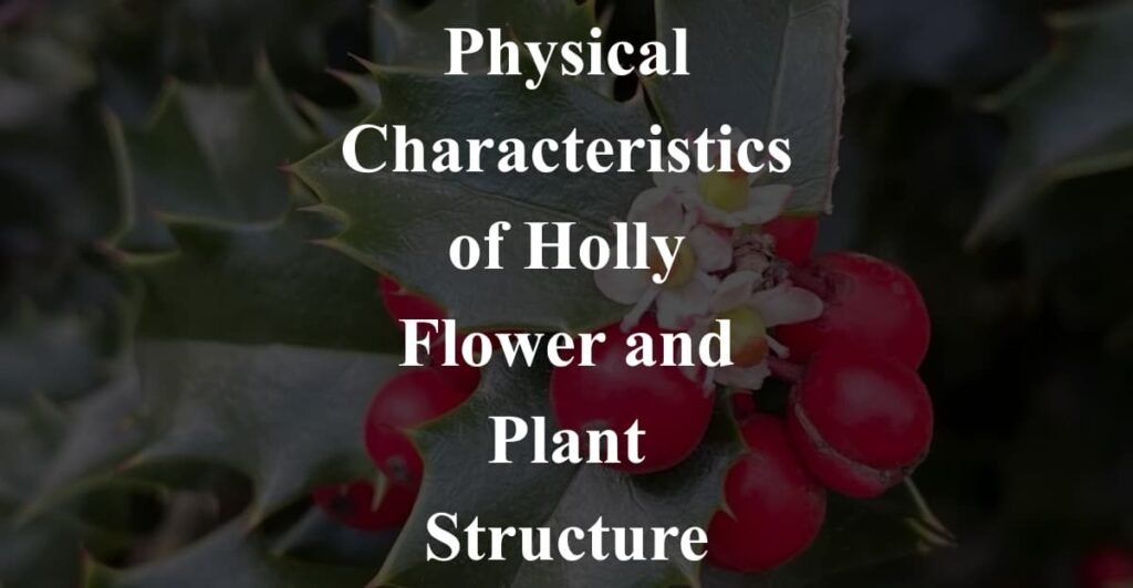Physical Characteristics of Holly Flower and Plant Structure