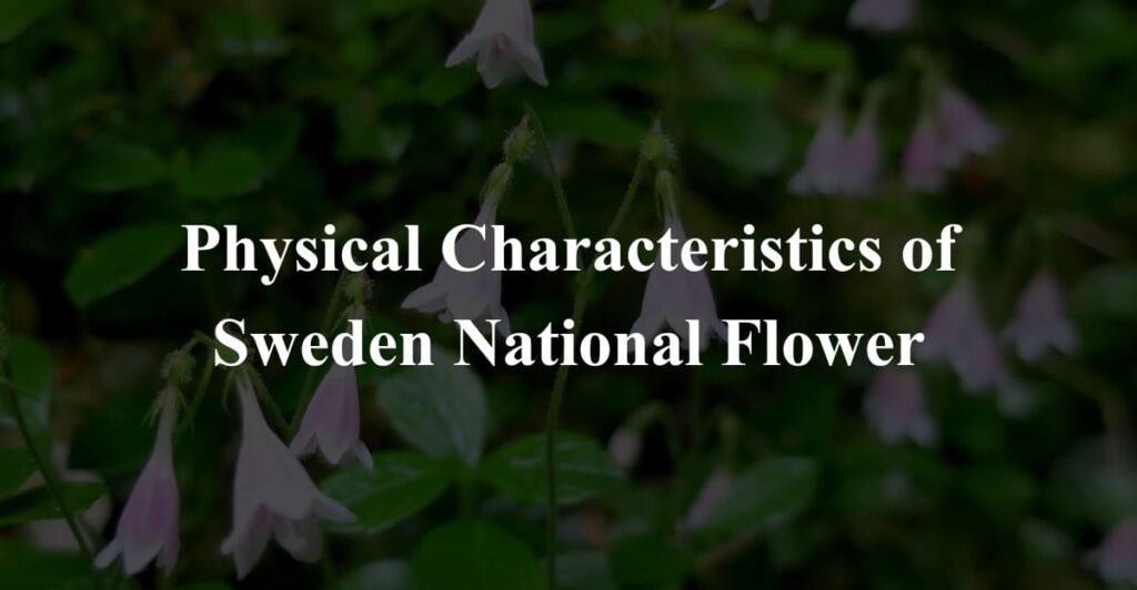 Physical Characteristics of Sweden National Flower