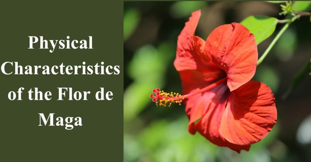 Physical Characteristics of the Flor de Maga