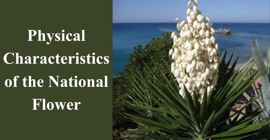 Physical Characteristics of the National Flower