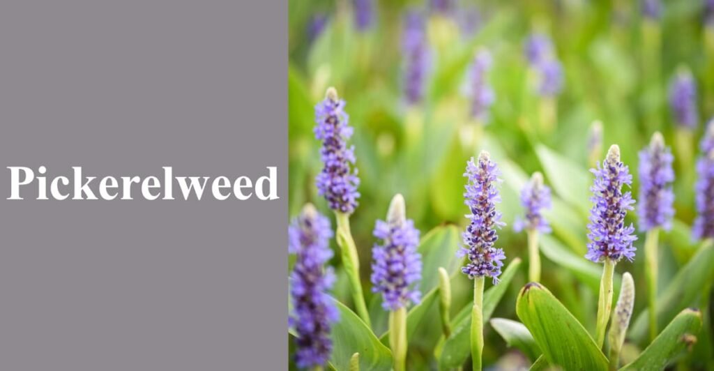 Pickerelweed