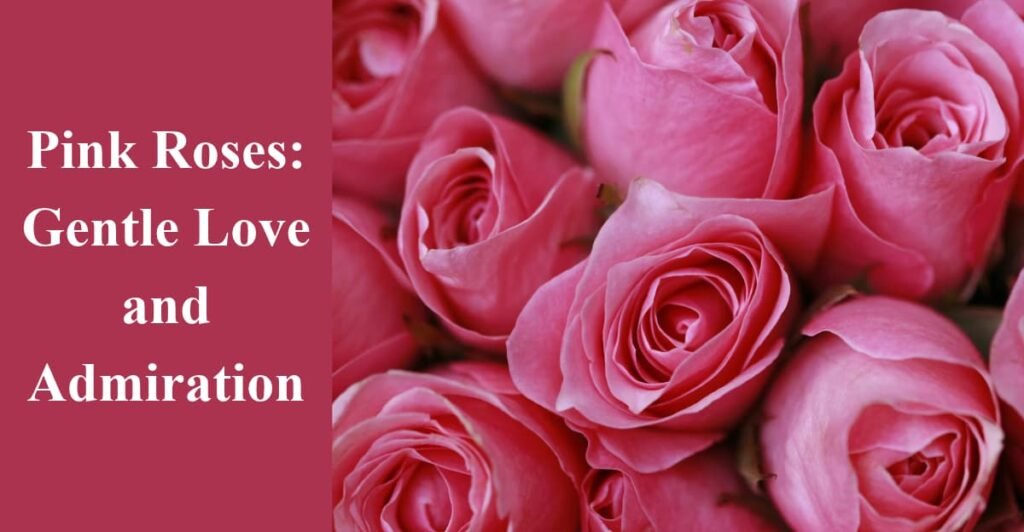 Pink Roses: Gentle Love and Admiration