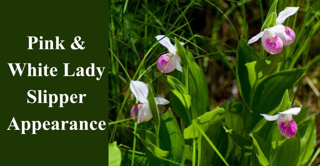 Pink & White Lady Slipper Appearance
