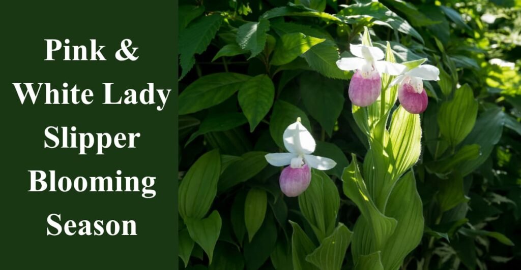 Pink & White Lady Slipper Blooming Season