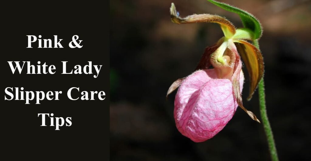 Pink & White Lady Slipper Care Tips