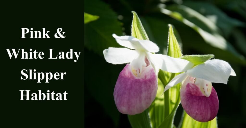 Pink & White Lady Slipper Habitat