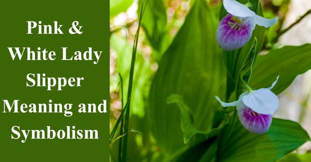Pink & White Lady Slipper Meaning and Symbolism