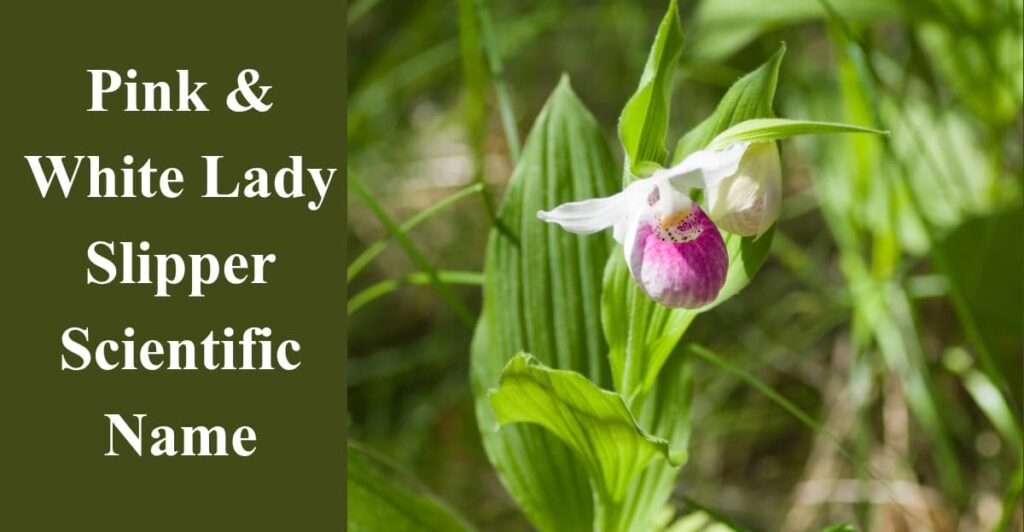 Pink & White Lady Slipper Scientific Name