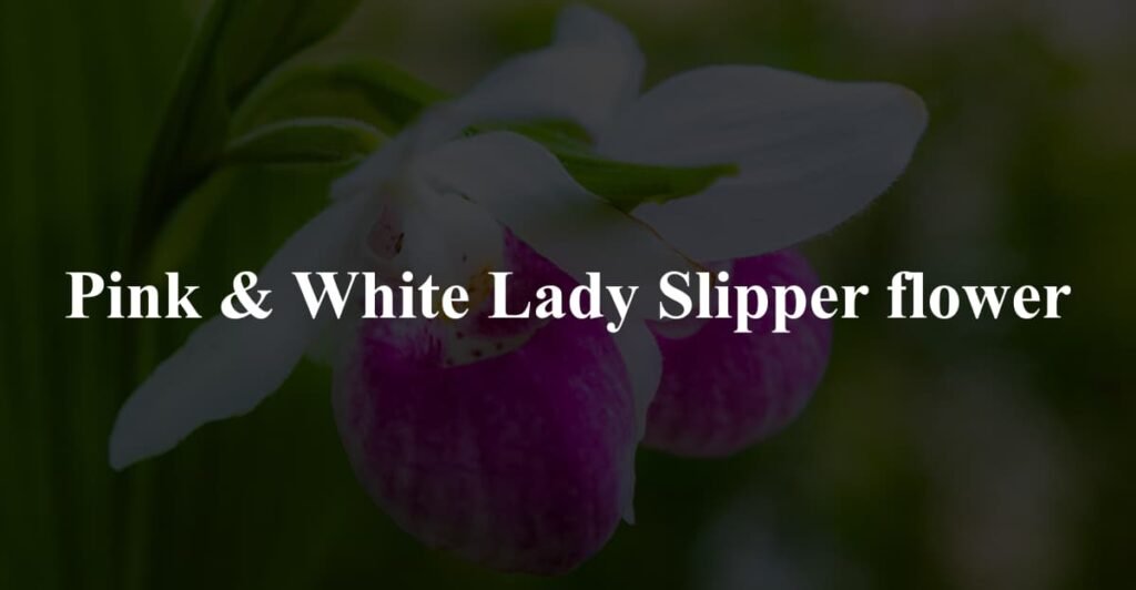 Pink & White Lady Slipper flower