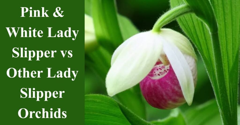 Pink & White Lady Slipper vs Other Lady Slipper Orchids
