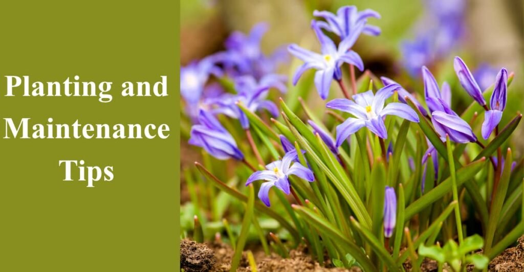 Planting and Maintenance Tips