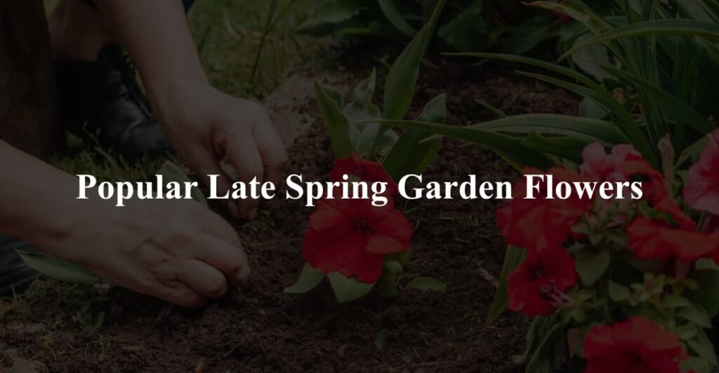 Popular Late Spring Garden Flowers