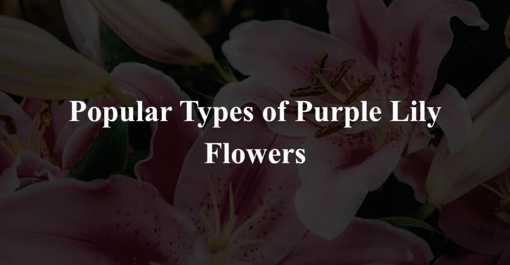 Popular Types of Purple Lily Flowers