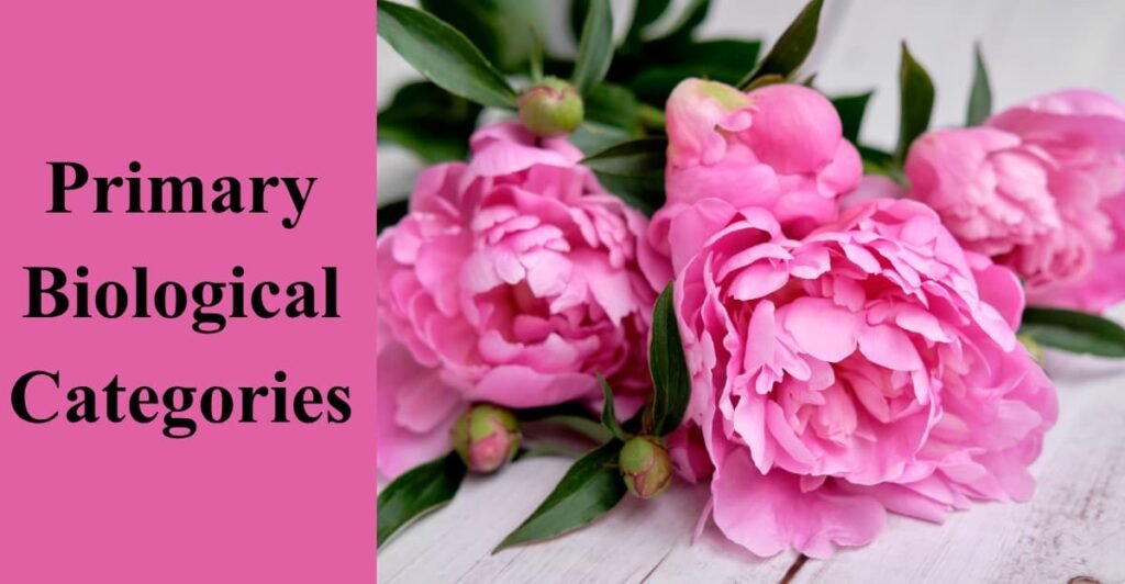 Primary Biological Categories