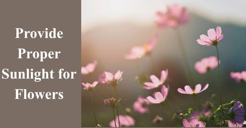 Provide Proper Sunlight for Flowers