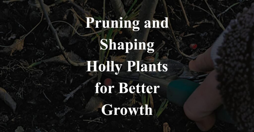 Pruning and Shaping Holly Plants for Better Growth