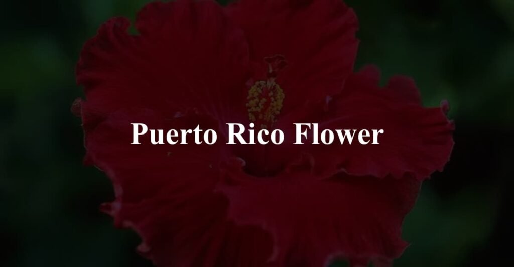 Puerto Rico Flower
