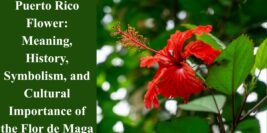Puerto Rico Flower: Meaning, History, Symbolism, and Cultural Importance of the Flor de Maga