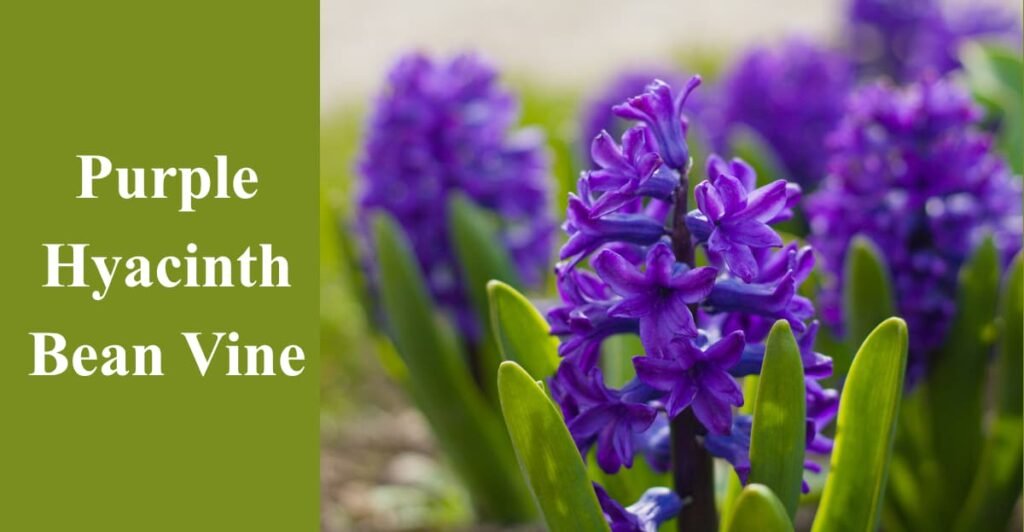 Purple Hyacinth Bean Vine