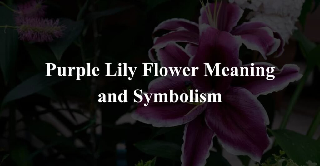 Purple Lily Flower Meaning and Symbolism