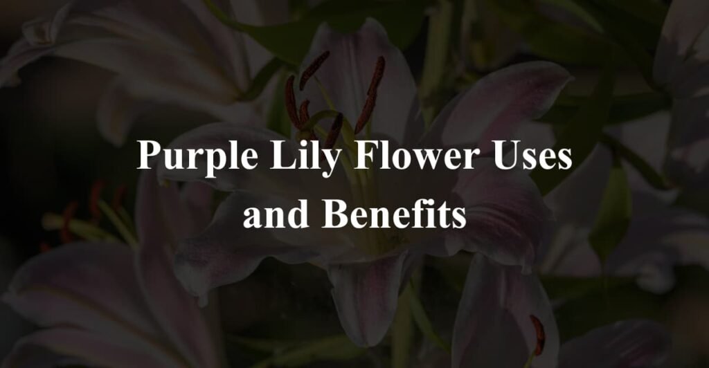 Purple Lily Flower Uses and Benefits