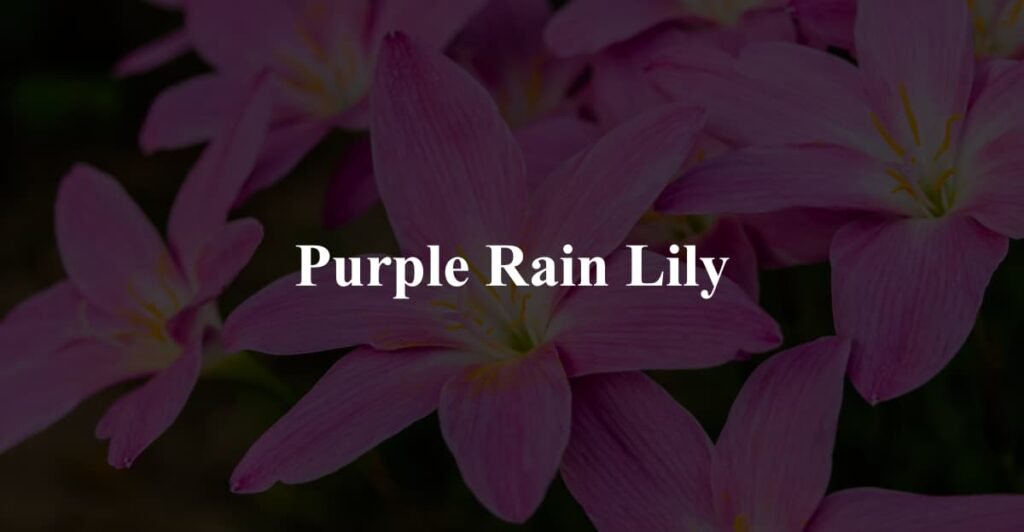 Purple Rain Lily