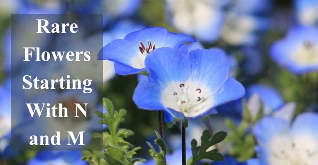 Rare Flowers Starting With N and M