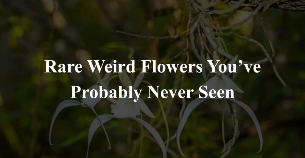 Rare Weird Flowers You’ve Probably Never Seen
