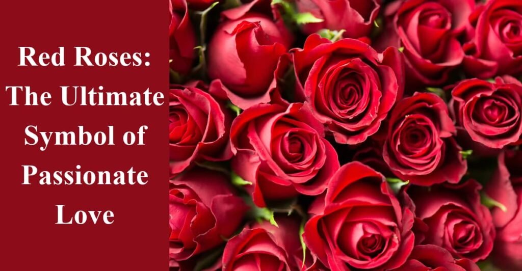 Red Roses: The Ultimate Symbol of Passionate Love