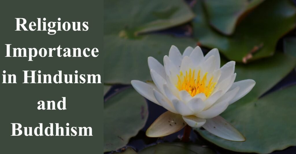 Religious Importance in Hinduism and Buddhism