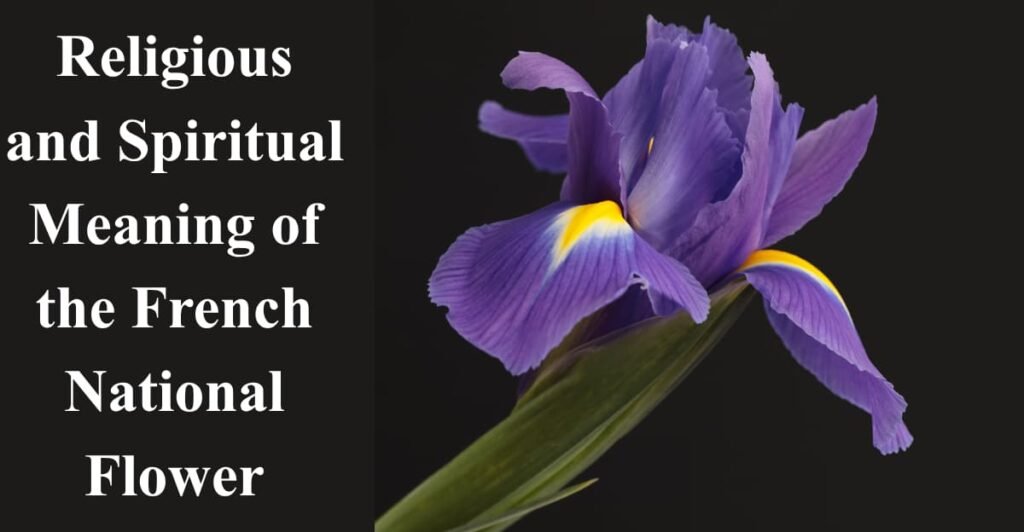 Religious and Spiritual Meaning of the French National Flower