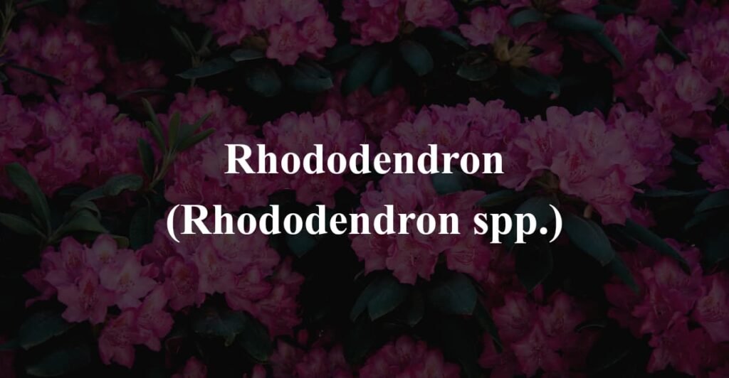 Rhododendron (Rhododendron spp.)