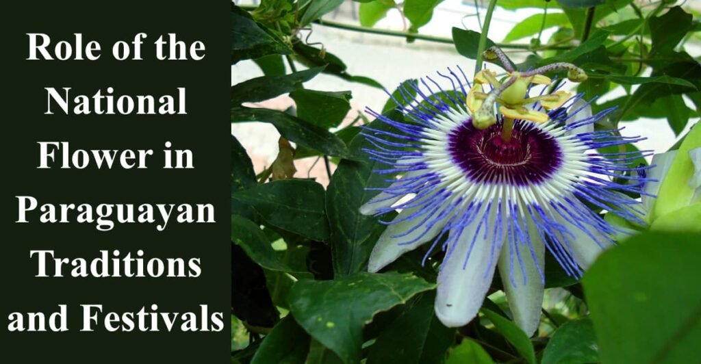 Role of the National Flower in Paraguayan Traditions and Festivals