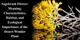 Sagebrush Flower: Meaning, Characteristics, Habitat, and Ecological Importance of the Desert Wonder Plant